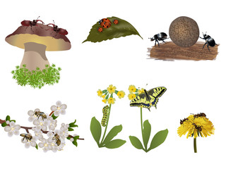 Wall Mural - Insects set