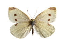 The Small White (Pieris Rapae).