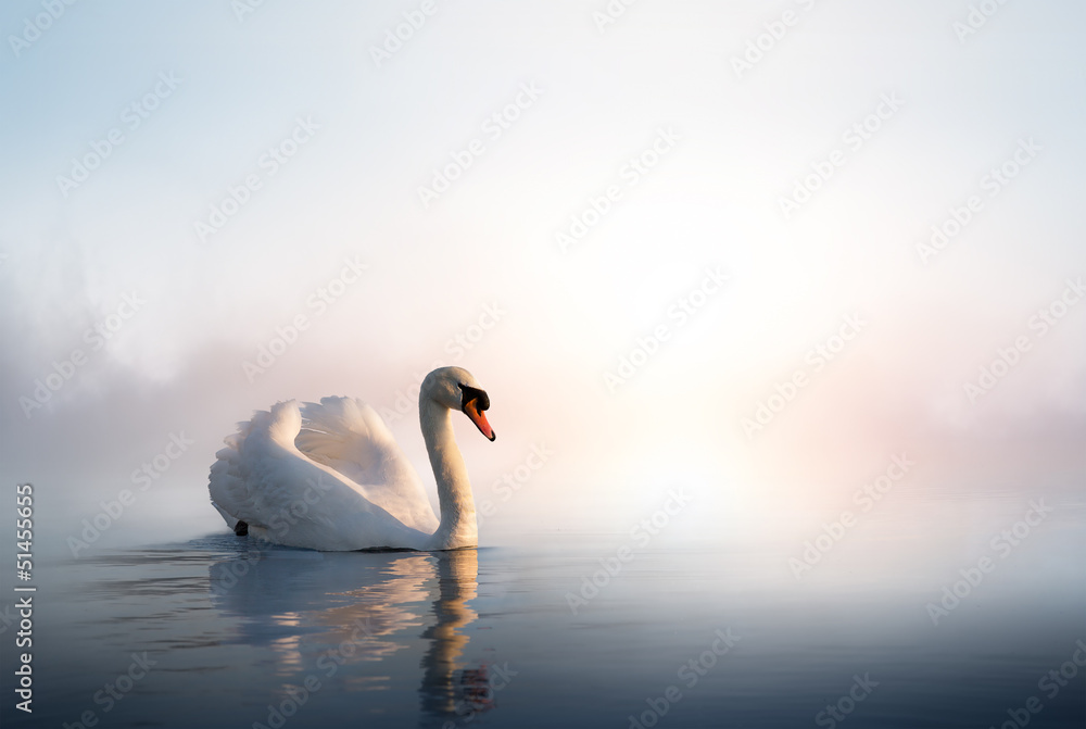 Art Swan floating on the water at sunrise of the day - obrazy, fototapety, plakaty 