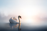 Art Swan floating on the water at sunrise of the day