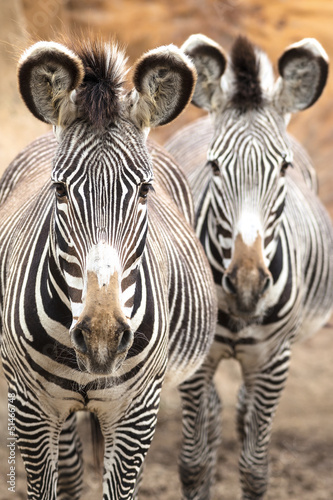 Plakat na papierze fotorealistycznym Dzika zebra