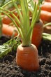 Karottenernte