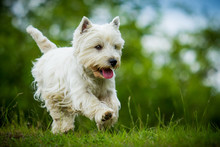 West Highland White Terrier In Bewegung