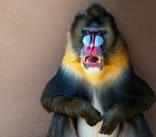 Picture Of A Colourful Displeased Mandrill