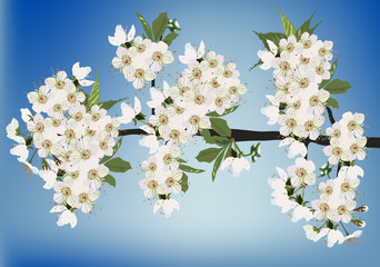 Canvas Print - white sakura blossom on blue background