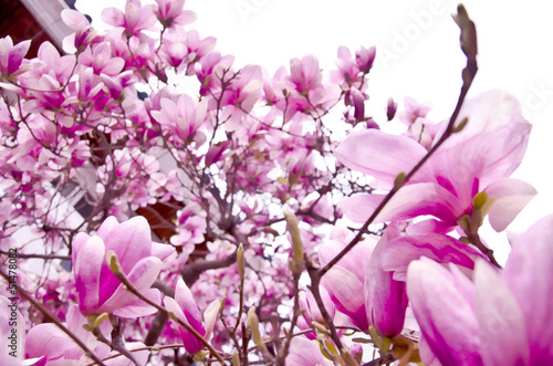 Board z aluminiowym obramowaniem Kwiat magnolii