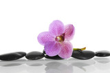 Fototapeta Storczyk - macro of pink orchid on pebble