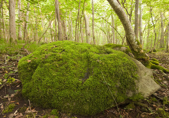 Poster - Rock with moss in Wildwood, Borga hage, Öland