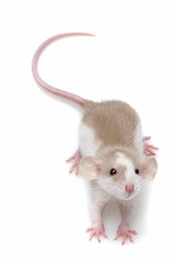 Wall Mural - a cute little mouse on white background