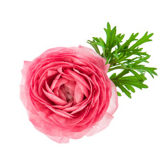 Canvas Print - beautiful single flower head of pink ranunculus