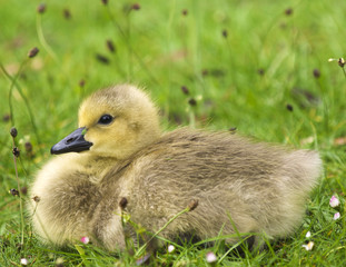 Canvas Print - Gosling