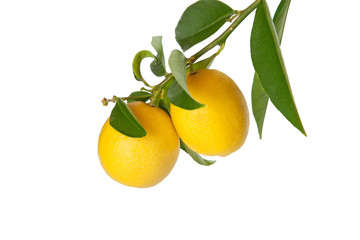 Branch of lemons  with leaves isolated on white background