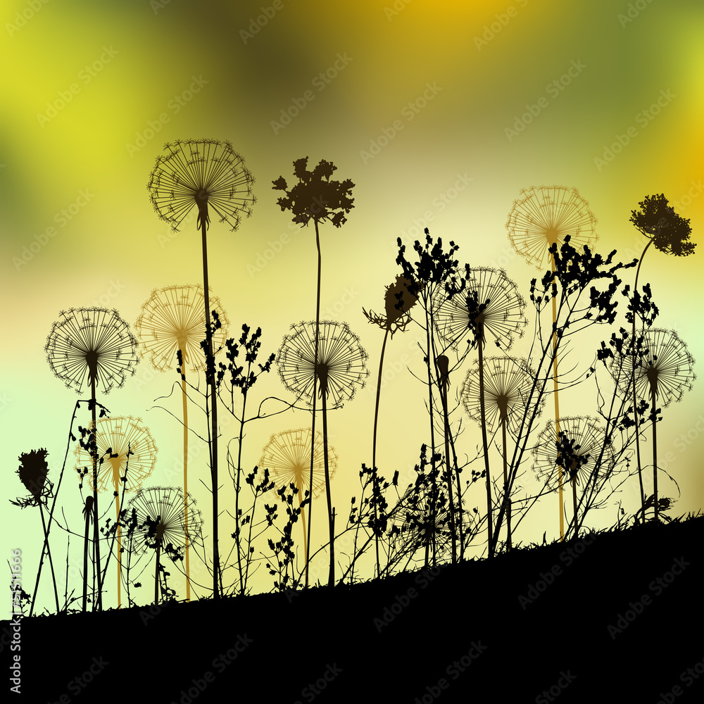 Floral background with dandelion - obrazy, fototapety, plakaty 