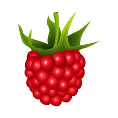 Canvas Print - Raspberry on a white background - vector illustration