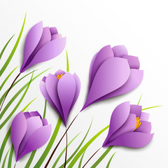 Fototapete - Crocuses. Five paper flowers on white background