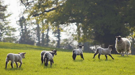 Wall Mural - Healthy sheep and livestock, Idyllic Rural, UK