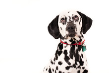 Dalmatian With Belled Collar