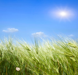 Canvas Print - green wheat