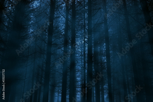 Board z aluminiowym obramowaniem Mglisty las nocą