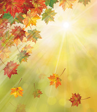 Vector Of Autumnal Leaves On Yellow Background.