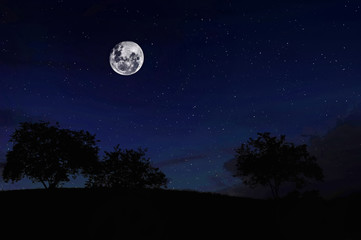 Wall Mural - full moon on the forest