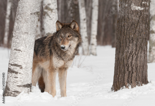 Board z aluminiowym obramowaniem Szary wilk (canis lupus) stoi w linii drzewiastej