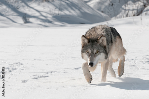 Board z aluminiowym obramowaniem Szary wilk (canis lupus) podchodzi do przodu