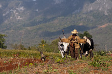 Cuban Farmer Plows His Field With Two Oxen