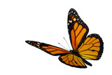 Fototapeta  - Monarch (Danaus plexippus), a migrant butterfly
