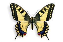 Specimen Of Common Swallowtail (Papilio Machaon)