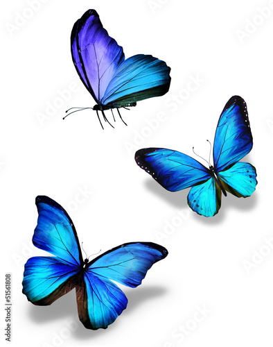Fototapeta na wymiar Three blue butterflies, isolated on white
