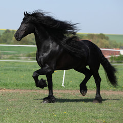 Obraz na płótnie ruch koń grzywa ssak