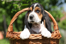 Adorable Puppy Of Basset Hound In A Basket