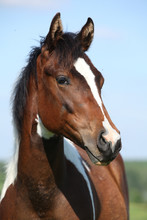 Portrait Of Beautiful Young Paint Horse Mare