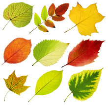 Collection Of Tree Leaves On White Background
