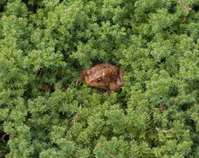 Brown Garden Toad