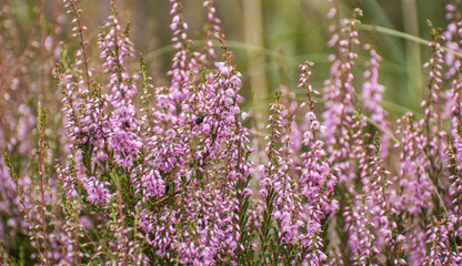 Canvas Print - Pink blooming ling with some spider silk in its natural environm