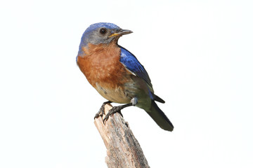Wall Mural - Isolated Bluebird On A Perch With A White Background