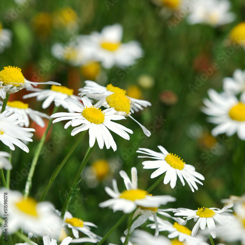 Nowoczesny obraz na płótnie fragment of a camomile field with flowers