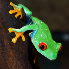 Fototapete - red-eye frog  Agalychnis callidryas in terrarium
