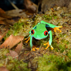Fototapete - red-eye frog  Agalychnis callidryas in terrarium