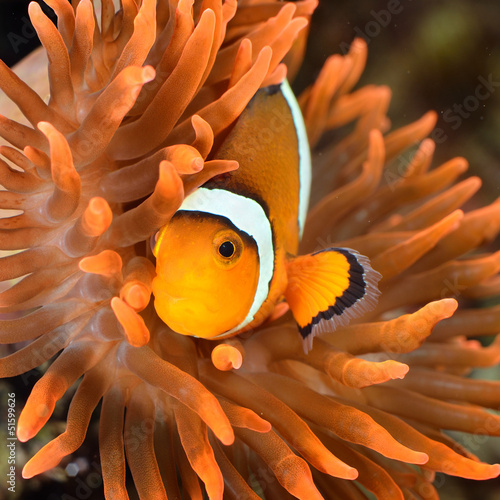 Naklejka na szybę clownfish in marine aquarium