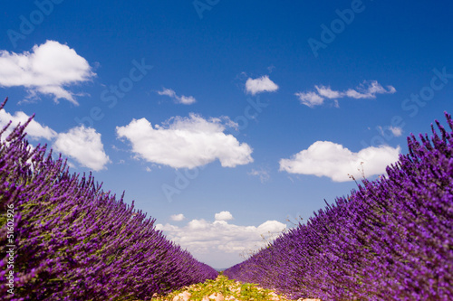 Fotoboard na płycie Pola lawendy w Valensole Prowansja, Francja