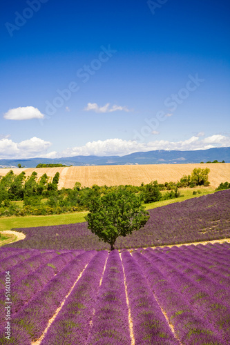 Fotoboard na płycie Pola lawendy w Valensole Prowansja, Francja