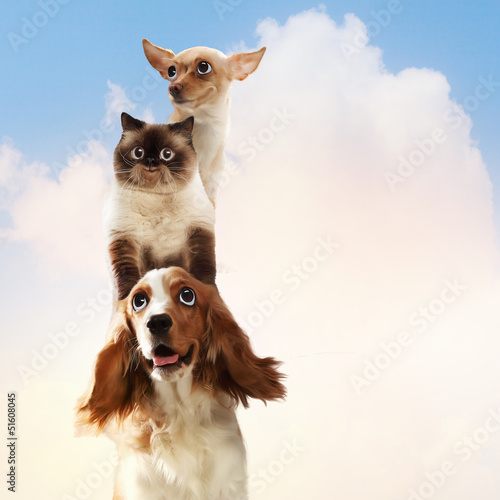 Nowoczesny obraz na płótnie Three home pets
