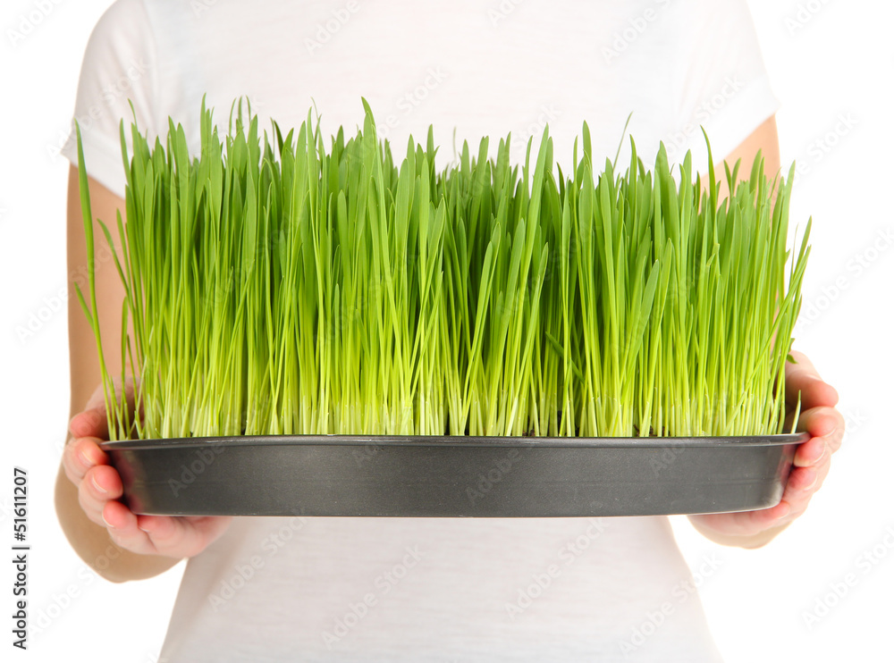 Hands holding growing grass isolated on white