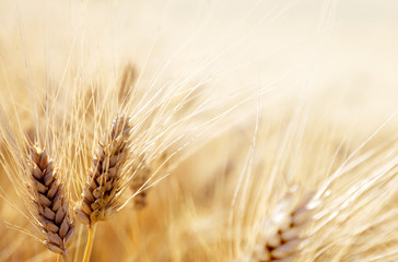 Wheat field