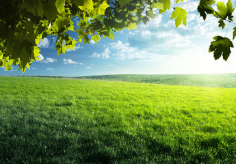 Canvas Print - field of spring grass and forest