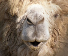 Muzzle Of The Camel