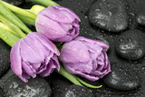 Fototapeta Tulipany - Tulipany na kamieniach do spa